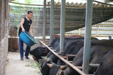 Hơn 230 tỷ đồng phát triển các mô hình cây trồng, vật nuôi khu vực miền núi