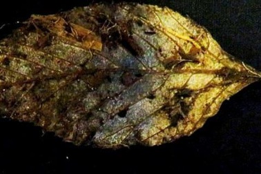 Phát hiện lá cây cổ 6.000 năm tuổi hầu như còn nguyên vẹn