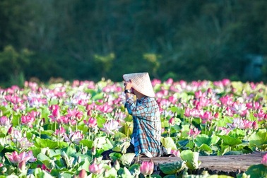 Đầm sen kỳ lạ nở tới tận mùa Đông dưới chân núi Ngọa Long