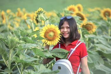 Hút hồn cánh đồng hoa hướng dương trái mùa ở miền Tây xứ Nghệ