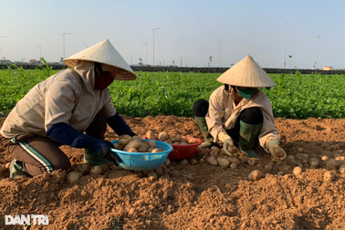 Trồng khoai tây 90 ngày thu 20 tấn/ha, nông dân vẫn... buồn