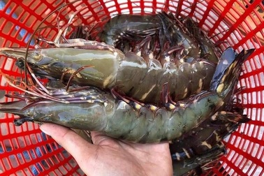 Thịt lợn đắt đỏ, hải sản thừa mứa, giá rẻ lại thưa vắng người mua