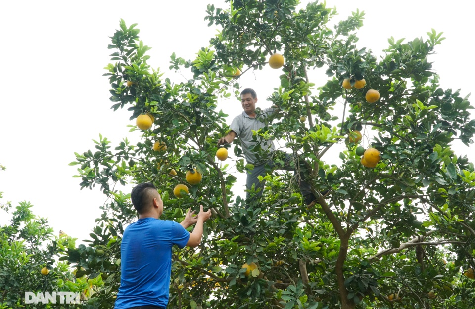 Thủ phủ bưởi Diễn tất bật thu hoạch dịp Tết Nguyên đán - 2 Thủ phủ bưởi Diễn tất bật thu hoạch dịp Tết Nguyên đán - 2