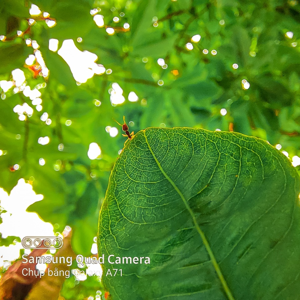 Nhiếp ảnh gia ‘thán phục’ nhiếp ảnh macro trên Galaxy A71|A51 - 3 Nhiếp ảnh gia ‘thán phục’ nhiếp ảnh macro trên Galaxy A71|A51 - 3