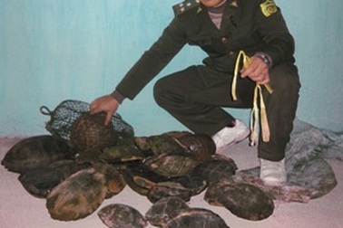 Bắt giữ đối tượng vận chuyển 21,7 kg rùa và hơn 7kg tê tê