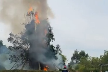 Cháy cây đa cổ thụ hơn 200 năm tuổi ở Quảng Ngãi