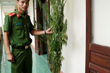 Nông dân tá hỏa phát hiện cần sa được trồng xen trong rẫy nhà mình