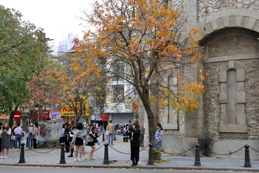 Đường phố Hà Nội vàng rực trong mùa cây thay lá