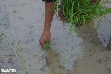 Nghề "bán mặt cho đất, bán lưng cho trời" kiếm 300 nghìn mỗi ngày