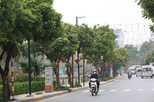 Hà Nội: Đề xuất trồng mới 55 cây giáng hương ở khu phố đi bộ Trịnh Công Sơn