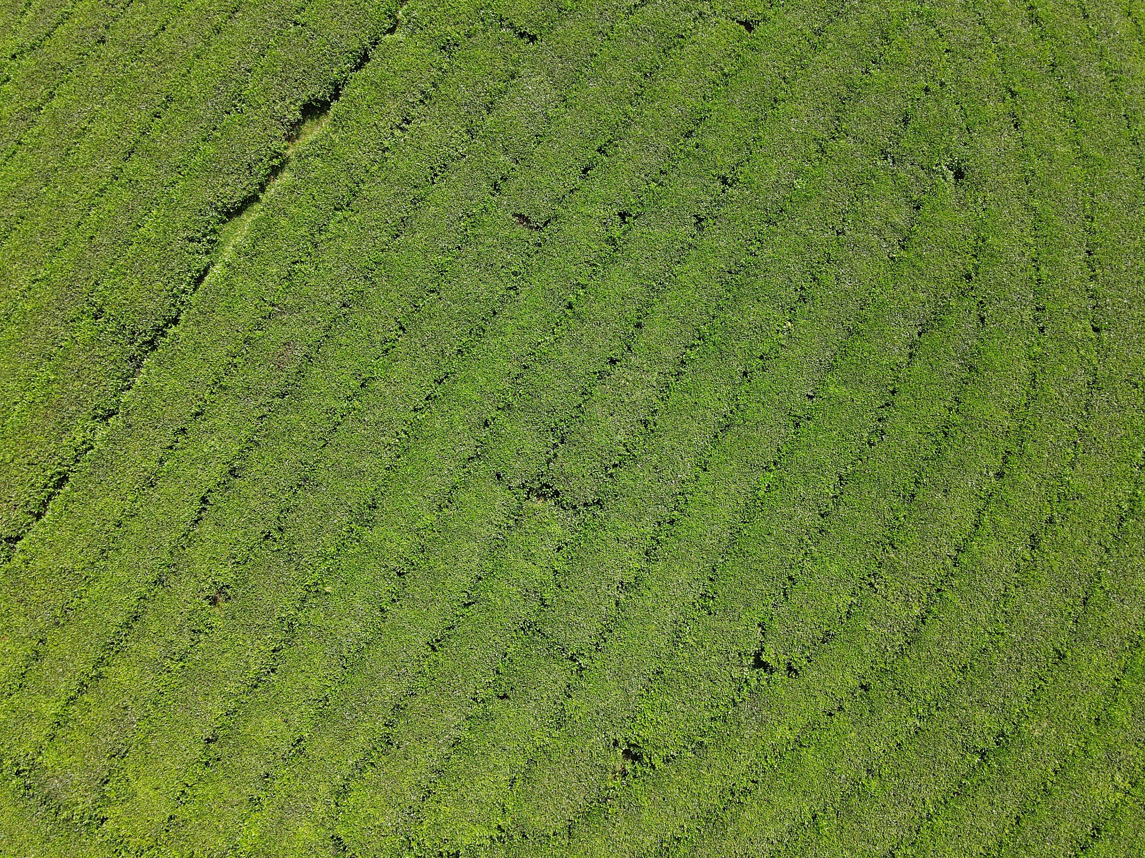 Choáng ngợp vẻ đẹp của đồi chè hình bát úp độc nhất Việt Nam - 4