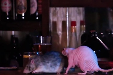 Chi tiền triệu để uống cocktail cùng … chuột cống