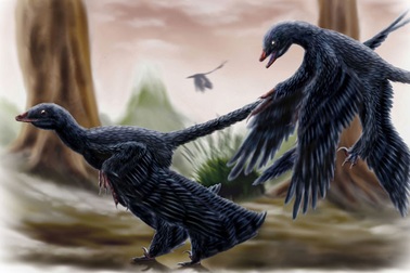 Phân tích mới: Chim cổ đại có thể bay lên từ mặt đất