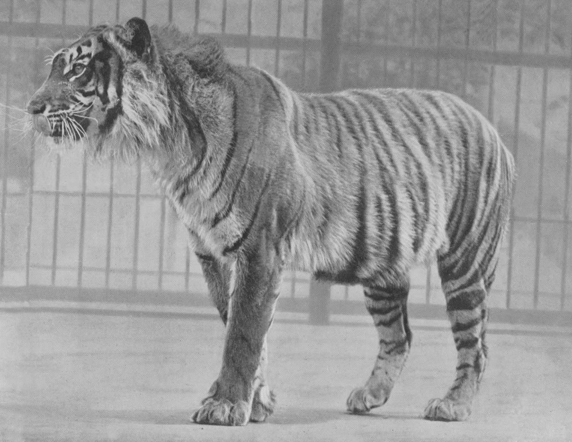 Ngandong Tiger, Dinopedia