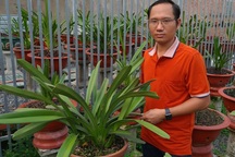 Nghệ nhân trồng lan Phạm Tấn Ny chia sẻ bí kíp chăm hoa bền đẹp, ít sâu bệnh