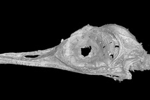 Phát hiện loài khủng long nhỏ nhất “chưa từng thấy trước đây”