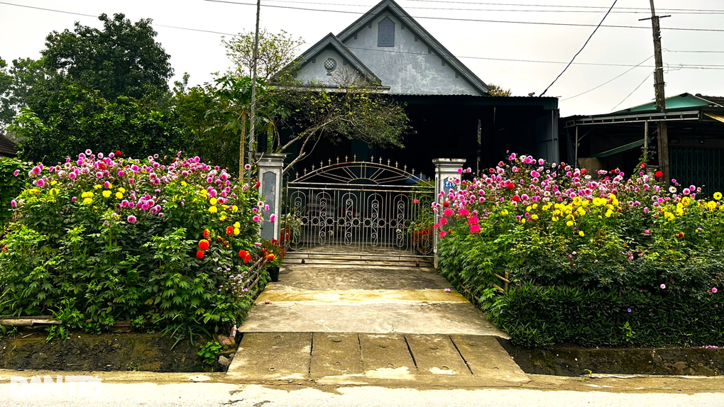 Mua giống hoa từ Nhật Bản về gieo, biến đoạn đường đẹp như tranh - 6 Mua giống hoa từ Nhật Bản về gieo, biến đoạn đường đẹp như tranh - 6