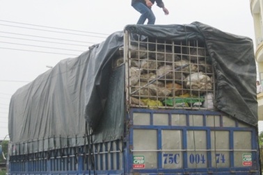 Xe chở 15 tấn xương động vật thối vẫn có giấy kiểm dịch