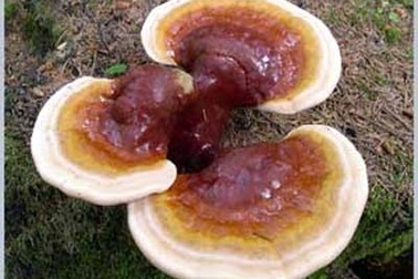 Linh Chi: Nguy hại như dùng sai 