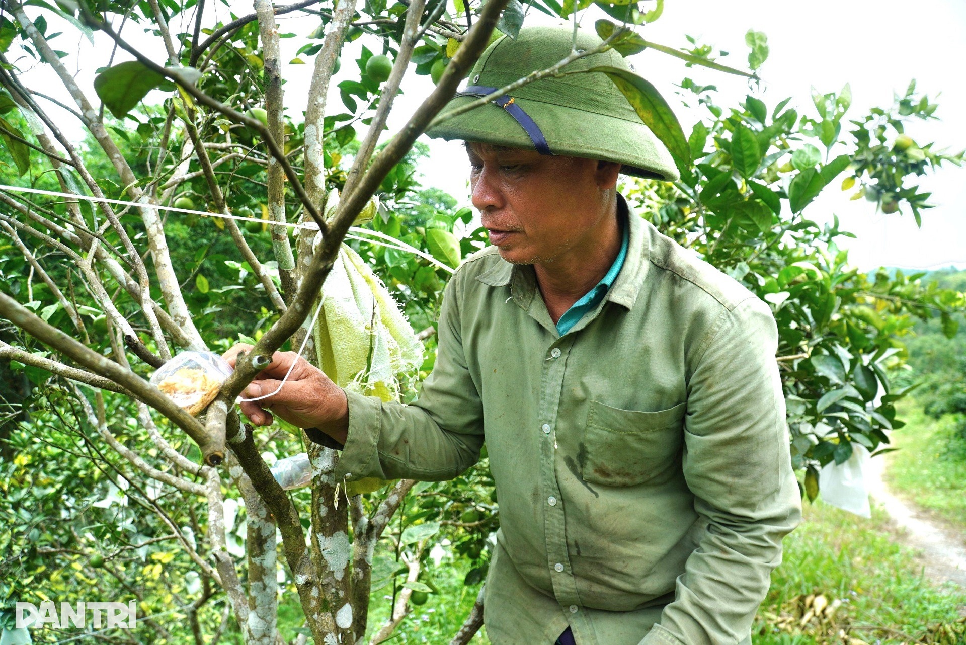 חקלאי זקן משתמש ברעל כדי להילחם ברעל כדי להגן על גינת פירות מיוחדת - 2 Lão nông lấy độc trị độc để bảo vệ vườn quả đặc sản - 2