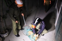 Hà Nội: Theo chân “tổ phản ứng nhanh” bắt chó thả rông lúc mờ sáng