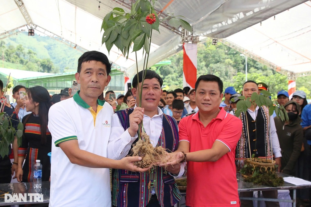 Chùm sâm Ngọc Linh được đấu giá 129 triệu đồng để xóa nhà tạm hộ nghèo - 1 Chùm sâm Ngọc Linh được đấu giá 129 triệu đồng để xóa nhà tạm hộ nghèo - 1