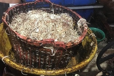 Phạt một cơ sở sản xuất bắp chuối bào ngâm hóa chất