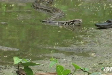 "Sát thủ đầm lầy" bị trăn cỡ lớn tấn công và nuốt trọn