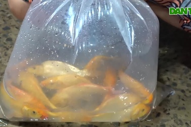 Chợ cá chép sầm uất nhất Tây Đô tất bật ngày đưa ông Táo về trời