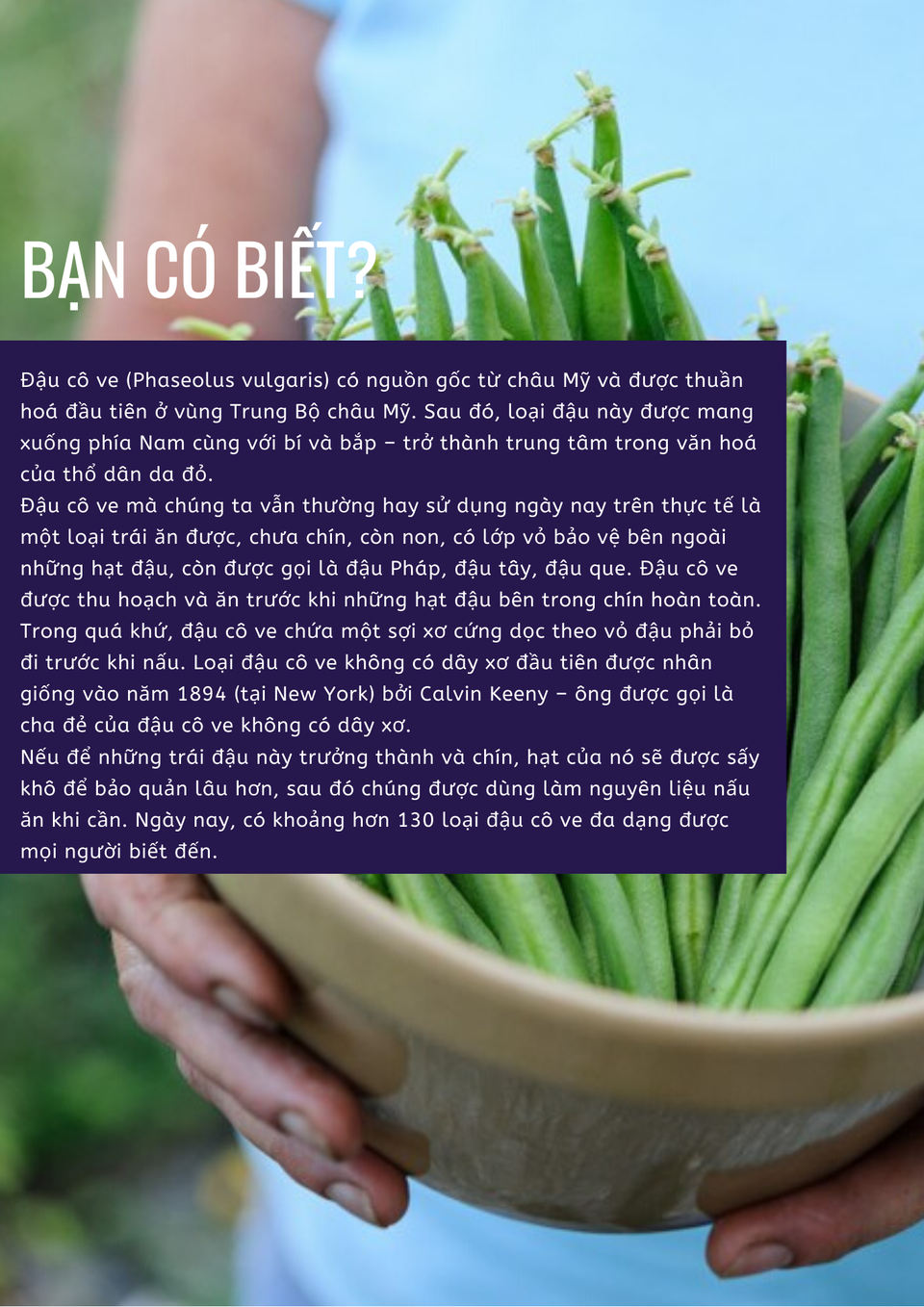 Tăng miễn dịch, ngừa ung thư với đậu cô ve - 4 Tăng miễn dịch, ngừa ung thư với đậu cô ve - 4