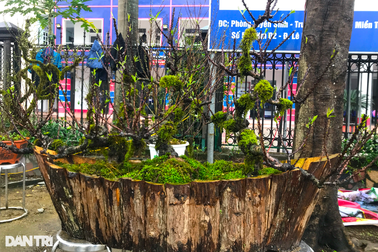 Nhất chi mai phủ đầy rêu độc lạ "vượt" hơn 400km phục vụ khách chơi Tết