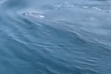 Cá voi dài gần 10m xuất hiện ở vùng biển Thanh Hóa