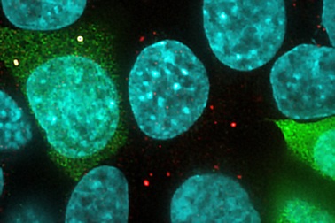 Phát hiện vi protein trong bộ gen người