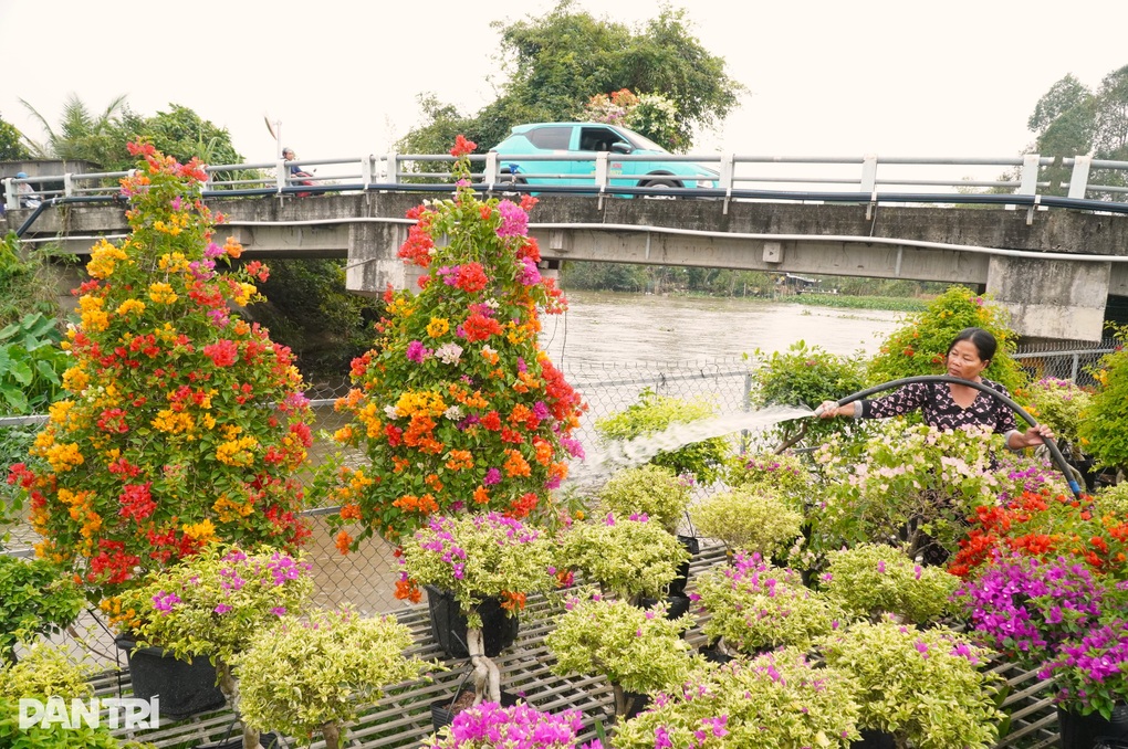 Hoa giấy đẹp rực rỡ, giảm giá nhưng vẫn ít người hỏi mua - 1 Hoa giấy đẹp rực rỡ, giảm giá nhưng vẫn ít người hỏi mua - 1