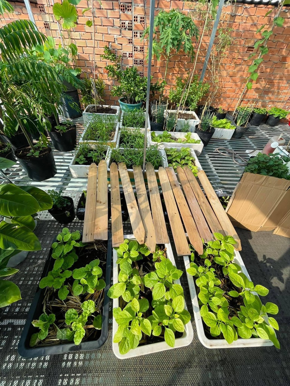 Chàng trai Sài Gòn biến mái nhà bếp thành vườn xanh mát tặng mẹ - 2