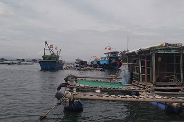 Cá chết hàng loạt tại vùng biển Nghi Sơn