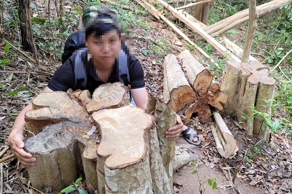 Khởi tố vụ án lâm tặc xẻ thịt 149 cây rừng - 2 Khởi tố vụ án lâm tặc xẻ thịt 149 cây rừng - 2