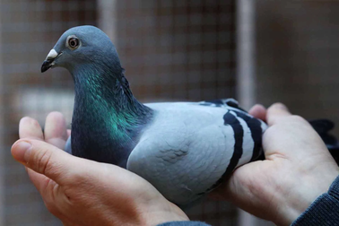 Chủ căn hộ thu hút chim bay vào chung cư ở TPHCM, chính quyền phải vào cuộc