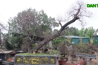 Đào cổ thụ Nhật Tân chờ đại gia "rước" về chơi Tết