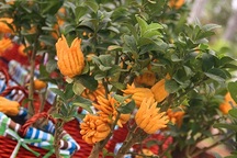 Những loại cây cảnh "hốt bạc" trong dịp Tết Ất Mùi