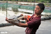 Mạnh dạn nuôi "thủy quái", chàng trai miền Tây thu tiền tỷ