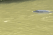 Cá heo từ biển "bơi lạc" vào sông ở Cà Mau