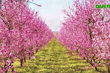 Tận mắt xem nông dân thu hoạch quả từ 6000 cây đào