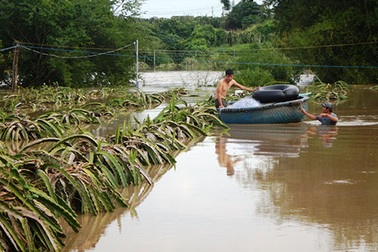 Mưa lớn, lũ về nhấn chìm hàng trăm hecta thanh long