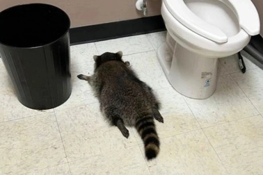 Gấu mèo say xỉn, ngủ ở cửa hàng vì uống quá nhiều rượu