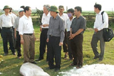 Thanh Hoá: 120 tỷ đồng cho việc tiêu huỷ lợn dịch