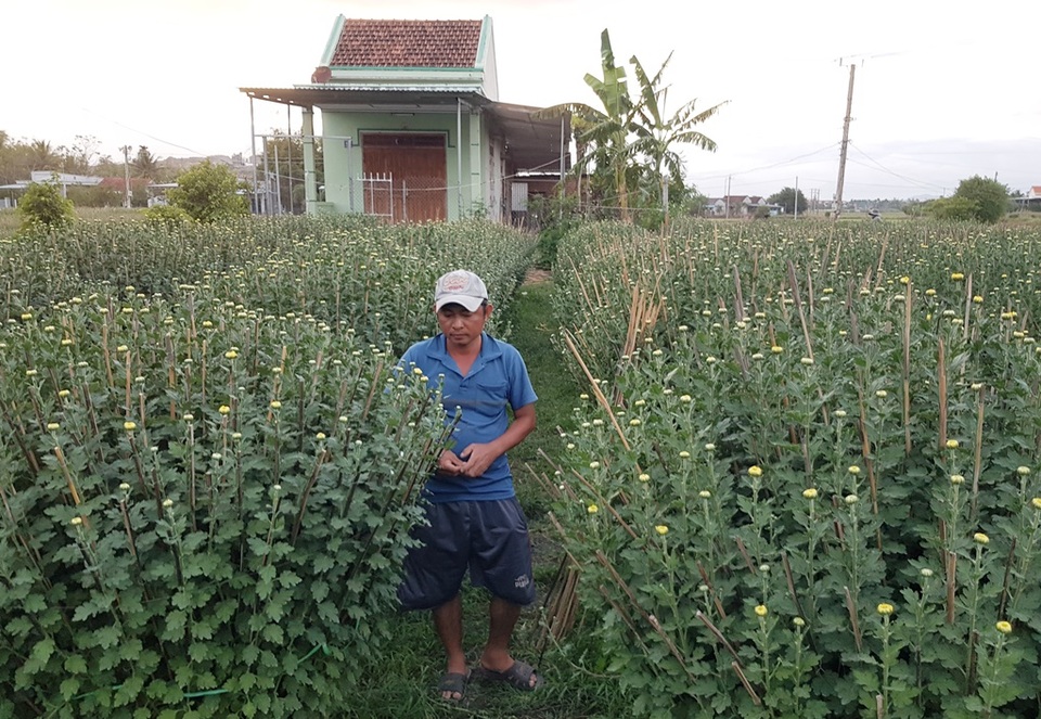 Vựa hoa cúc nức tiếng ở Khánh Hòa hối hả vào vụ Tết - 3 Vựa hoa cúc nức tiếng ở Khánh Hòa hối hả vào vụ Tết - 3