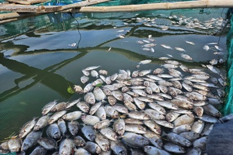 Cá chết nổi trắng lồng bè, nông dân thất thần không cứu nổi sản nghiệp