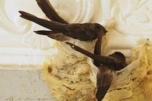 Người tiêu dùng thông thái lựa chọn yến đảo hay yến nhà?