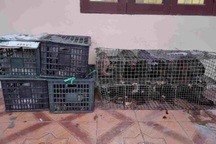 Phát hiện số lượng lớn động vật hoang dã "đi xe khách"